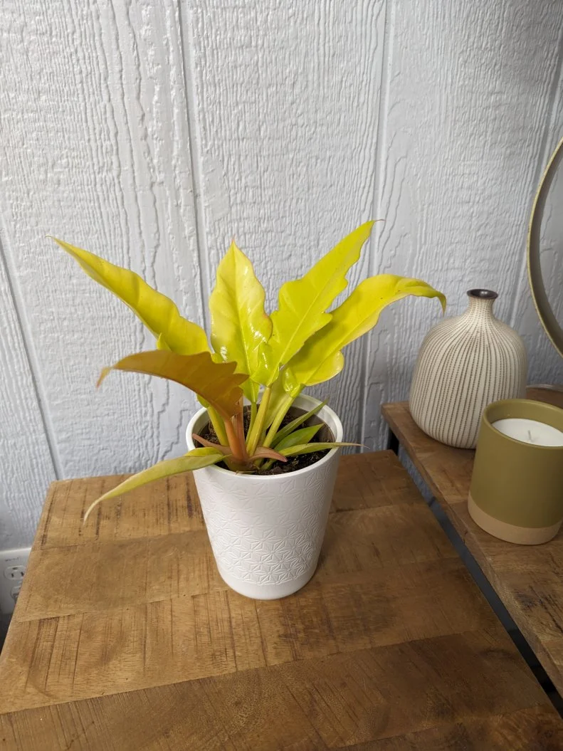 Gold Tropical Houseplant