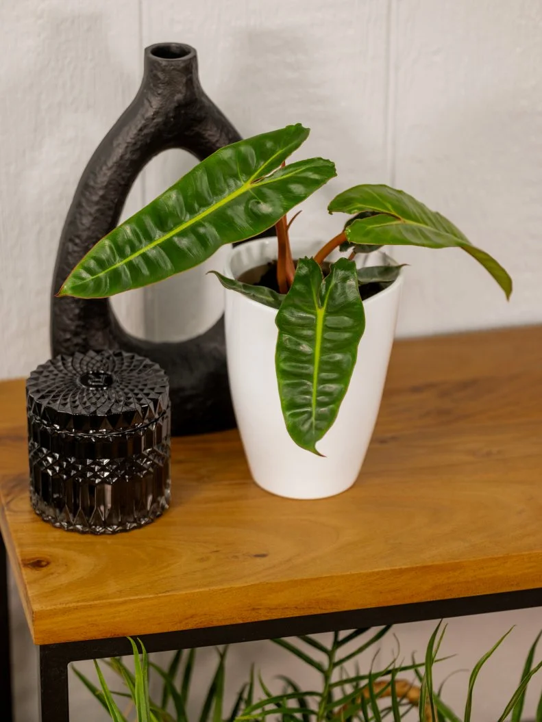Tropical Houseplant