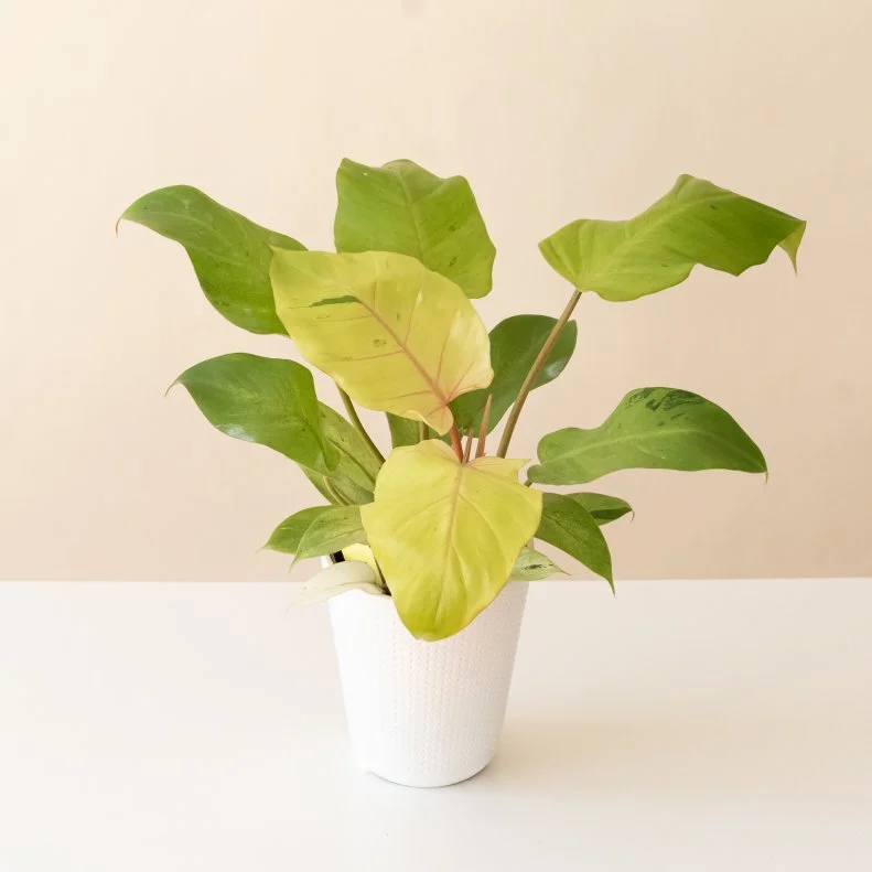Variegated Tropical Houseplant