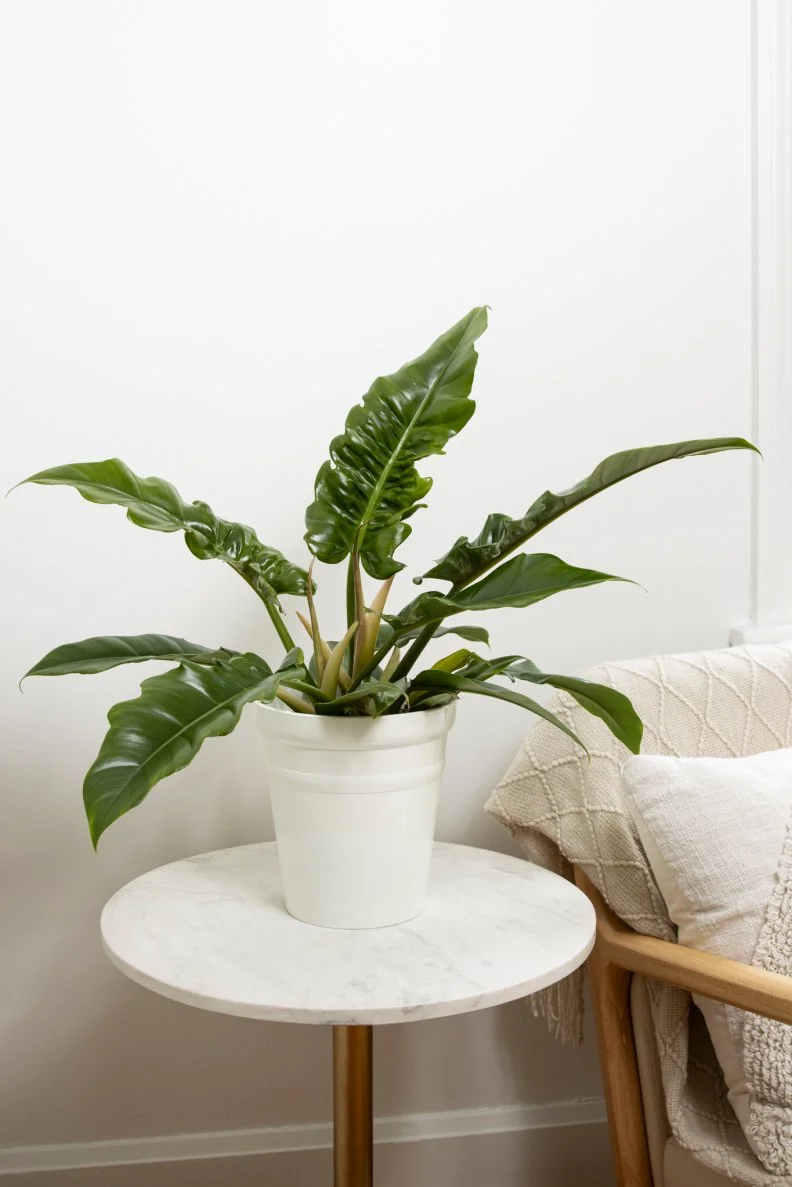 Tropical Houseplant