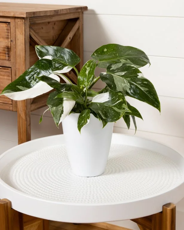20 Best Philodendron Varieties to Grow Indoors | HGTV