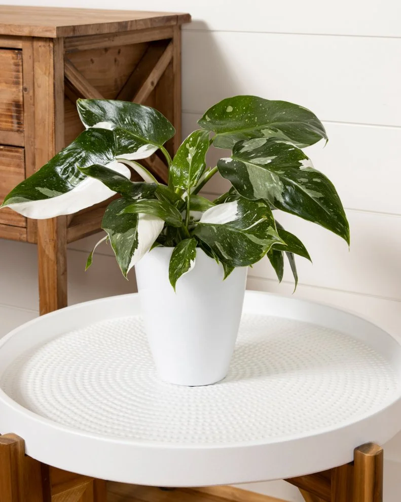 Variegated Tropical Houseplant