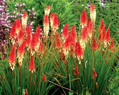 How to Plant, Grow and Care for Red Hot Poker Plants | HGTV