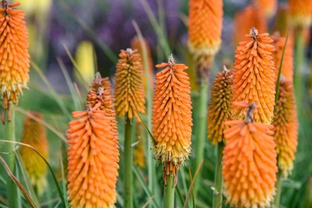 A close-up of red hot poker plant 'Mango Mimosa'