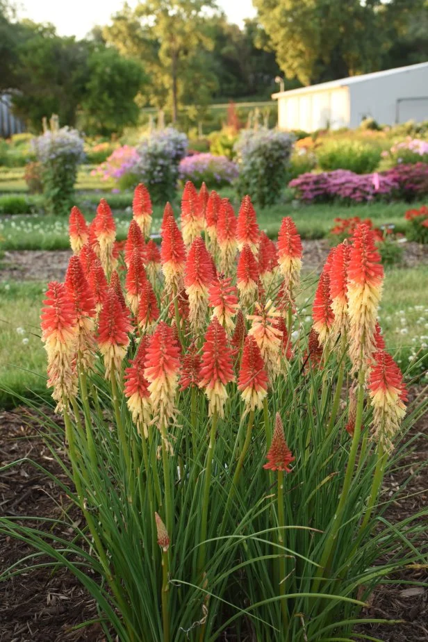 A clump of 'Rocket's Red Glare' red hot poker plants in a garden