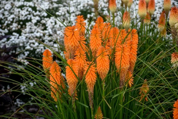 A close-up of Pyromania 'Orange Blaze' red hot poker plants in bloom.