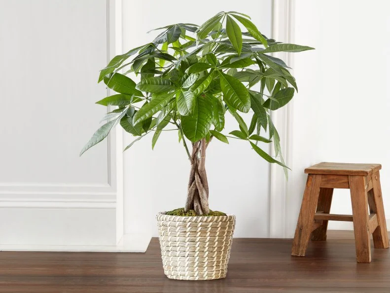 A money tree in a pot beside a wall and a stool