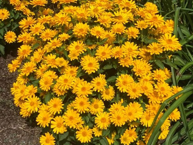 A close-up of Heliopsis 'Sole Giatto'