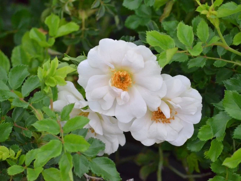 A close-up of 'Butterfly Bliss' rose blooms