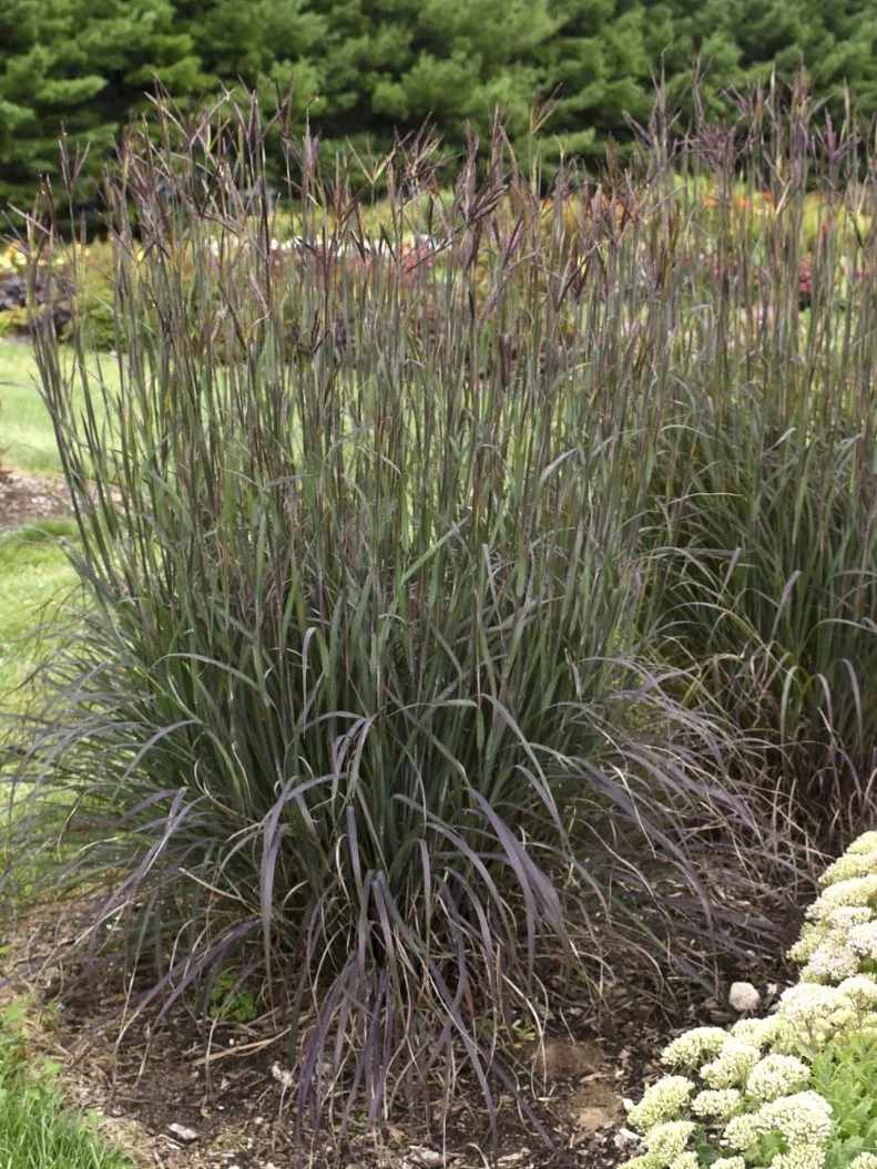 A clump of 'Blackhawks' big bluestem plants.
