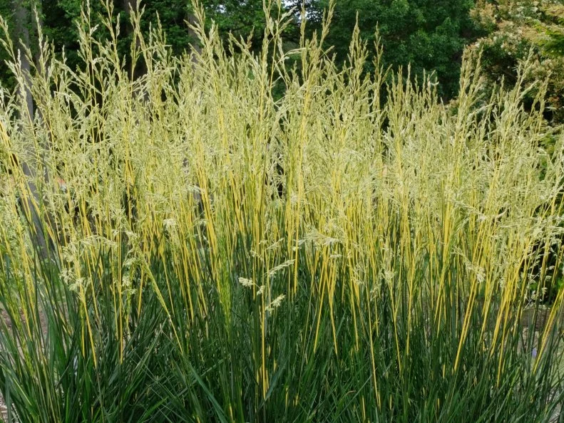 A planting of Festuca 'Glow Sticks' 