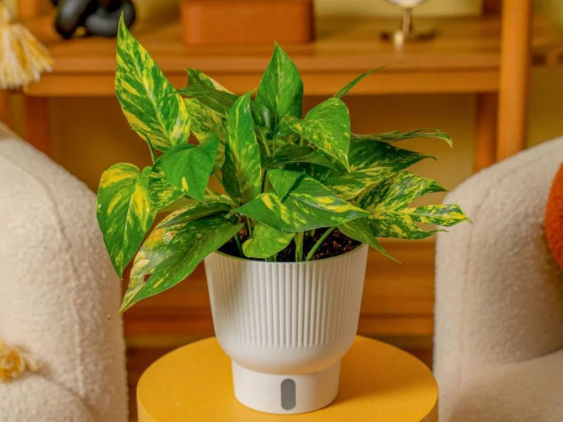  A 'Yellow Sunrise' pothos in a pot on a side table