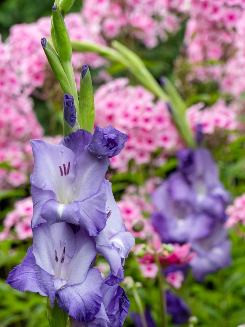 A close-up of purple gladiolus flowers against a background of pink flowers