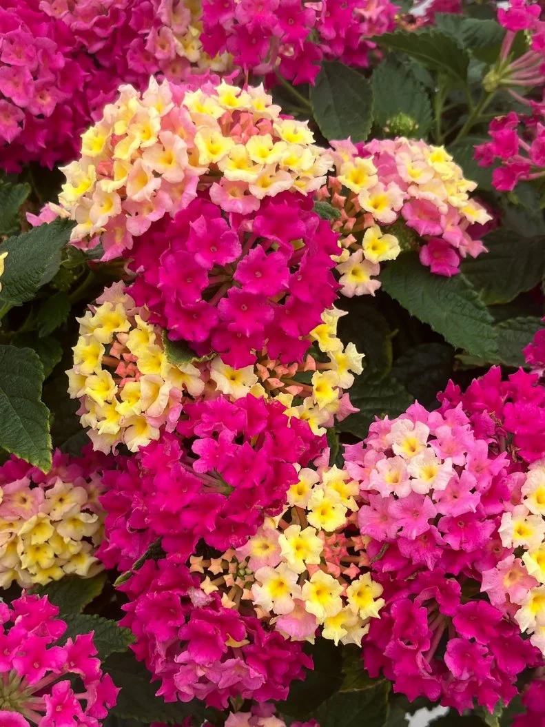 a close-up of Lantana 'Fiesta Limonada Rosa'