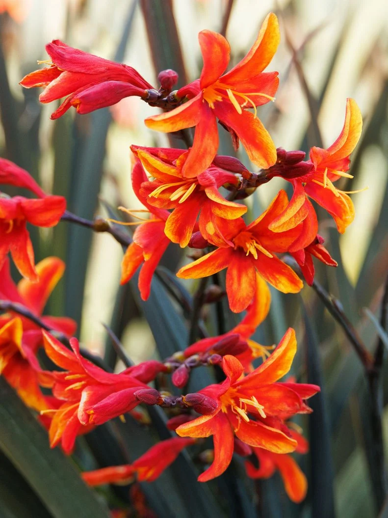 A close-up of Crocosmia 'Dark Fire' blooms