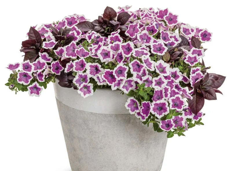 A close-up of Supertunia Hoopla 'Vivid Orchid' in a pot