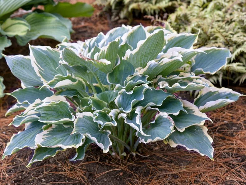 A close-up of hosta 'Hope Springs Eternal' in a garden