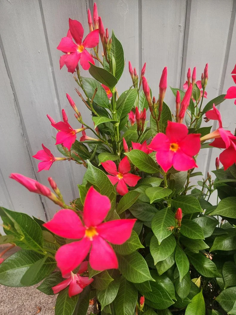 A close-up of 'FiredUp Coral' Dipladenia blooms and foliage