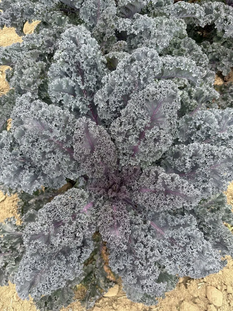 A close-up of kale 'Rubybor'