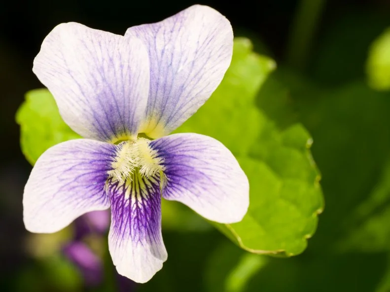 White variant of the common Hairy wood violet (Viola sororia). (Previously named V. papilionacea). Also called common meadow violet, purple violet, woolly blue violet, hooded violet, wood violet.
