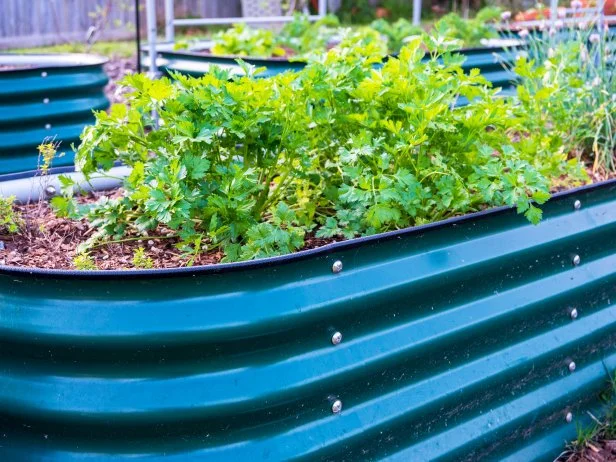 Lush parsley plants growing in green raised garden bed
