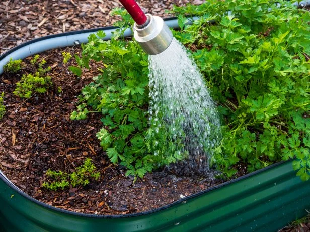 Watering parsley plants in raised garden bed with hose nozzle