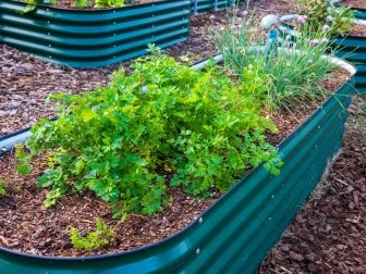 Healthy parsley and chives growing together in raised garden bed