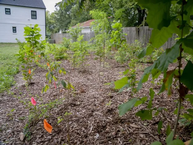 A five-month old pocket forest planted beside a house