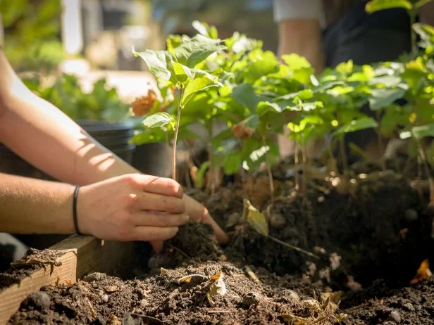 A close-up of someone's hands and saplings in an air pruning box