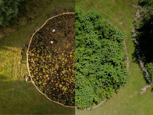 An aerial view showing before and after a pocket forest in Danehy Park
