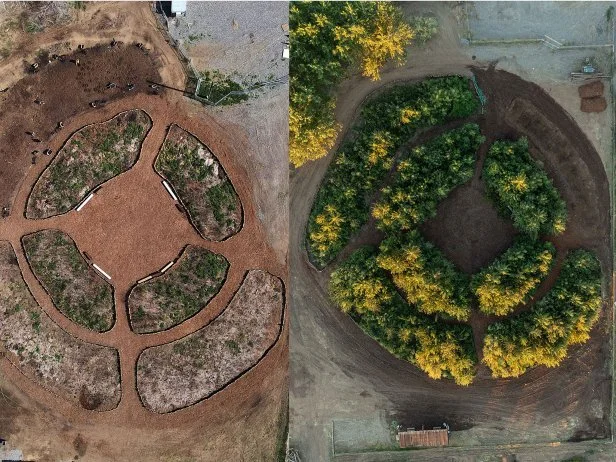 These images show part of the Yakama Nation reservation in Toppenish, Washington, before and after a SUGi Healing Forest was planted. It aimed to restore the environment and offer a therapeutic space for inmates at a local facility. This short film tells its story.