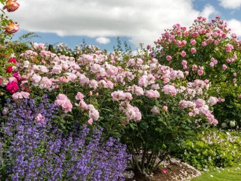 Why Fast Growing Trees Should Be Your First Stop This Planting Season