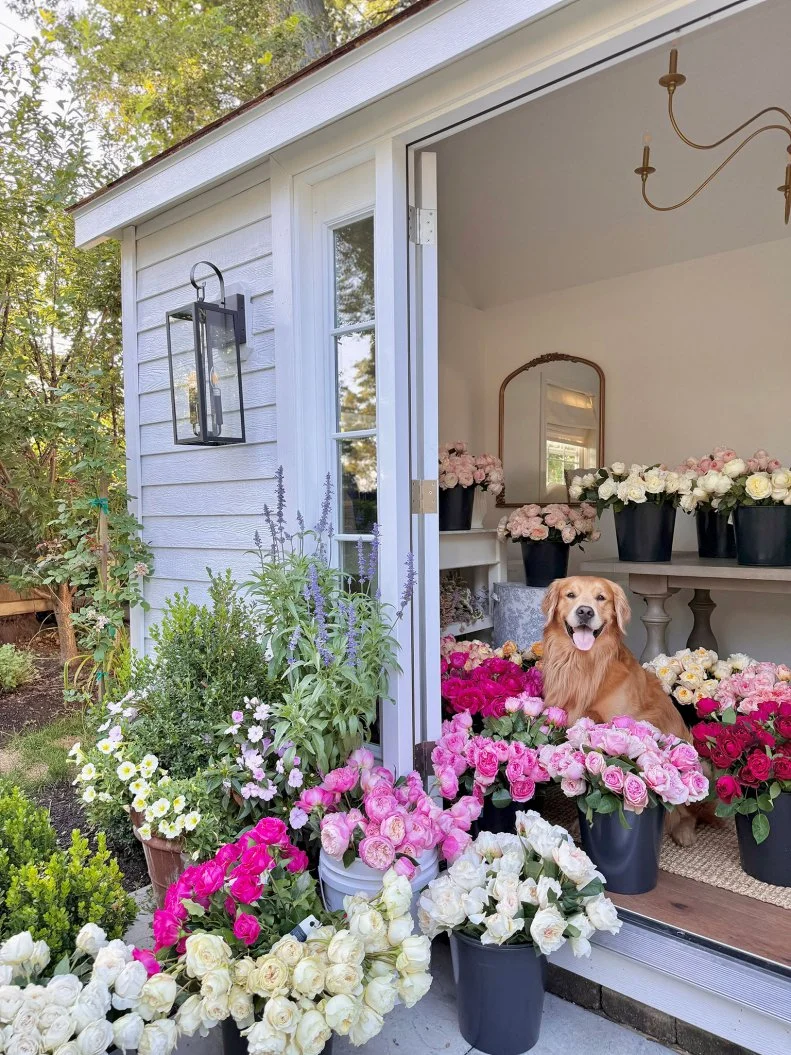 Golden retriever sitting among colorful roses in garden shed