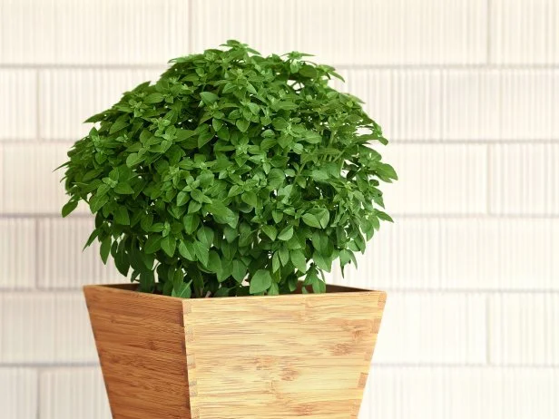 Fresh green basil plant growing in wooden pot indoors