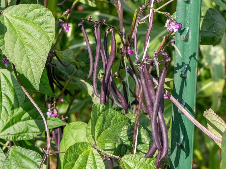 Bean pole 'Majestry' growing on a vine
