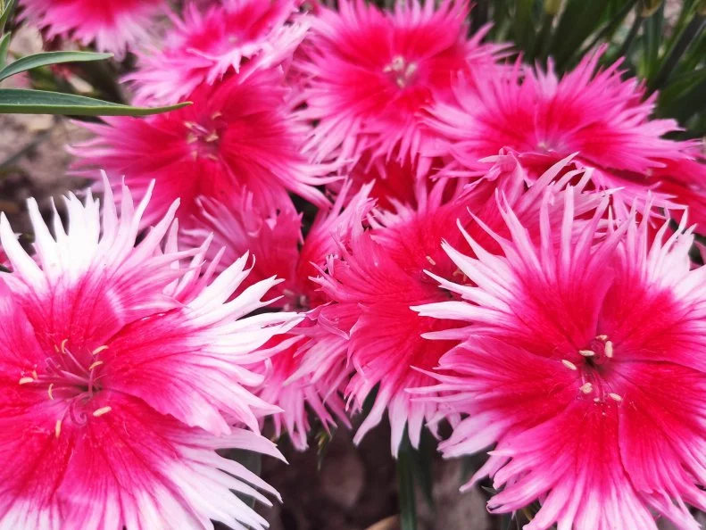 A close-up of Dianthus Supra Cherry Picotee flowers