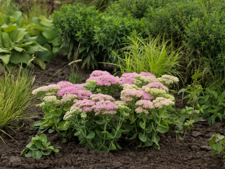 Sedum 'Spectacular' flowering in a garden