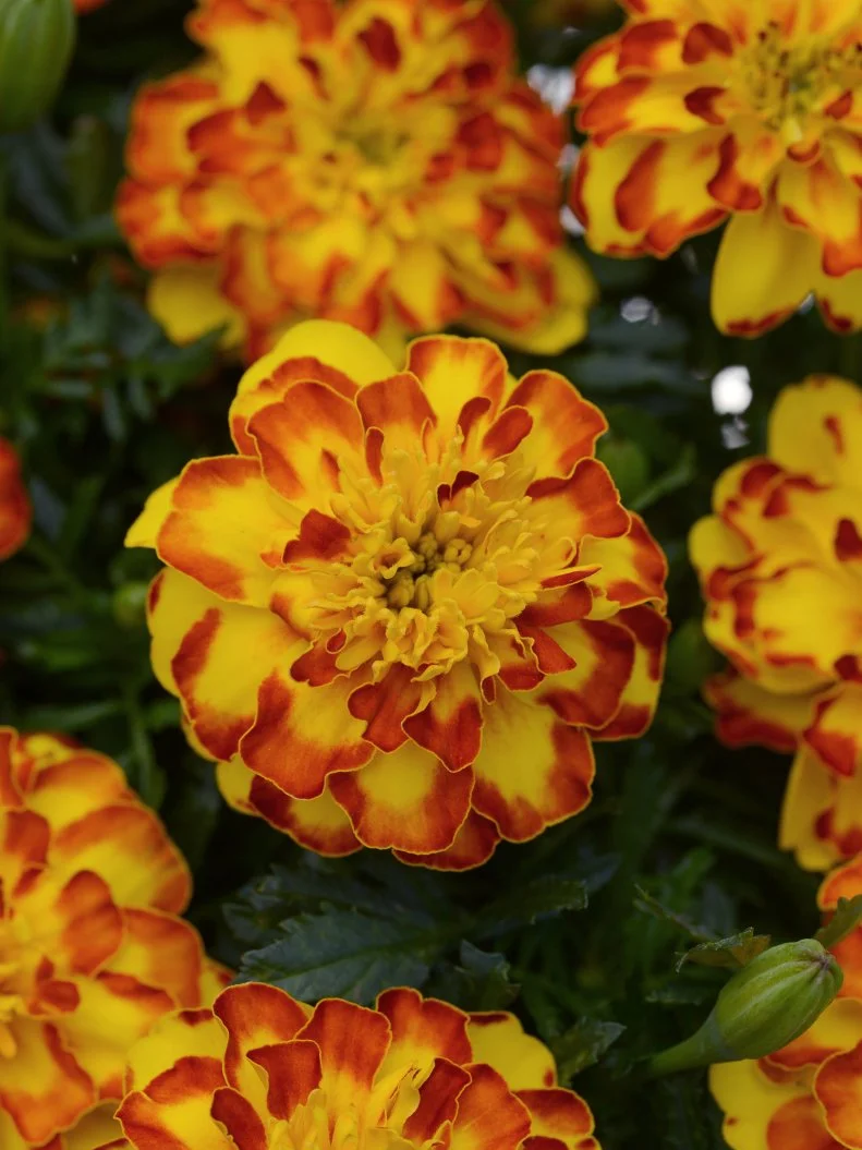  A close-up of French marigold 'Flamenco'