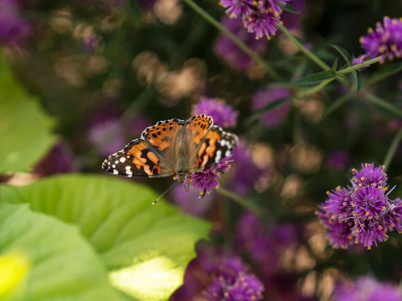 A close-up of a butterfly on globe amaranth 'Truffula Pink'