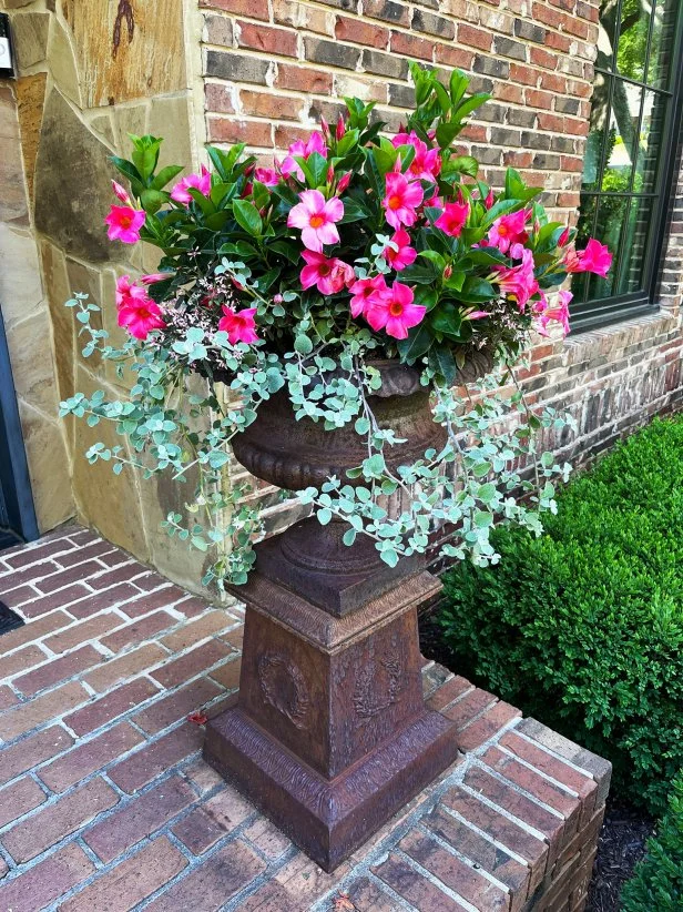 Bright pink dipladenia flowers overflowing from ornate outdoor planter