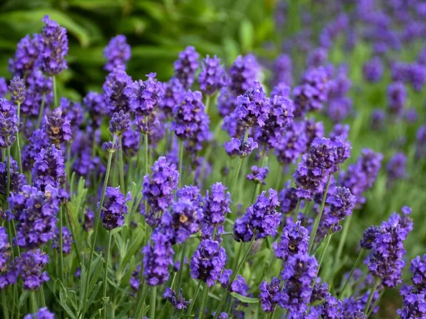 A close-up of blooms on Lavender 'Sweet Romance'