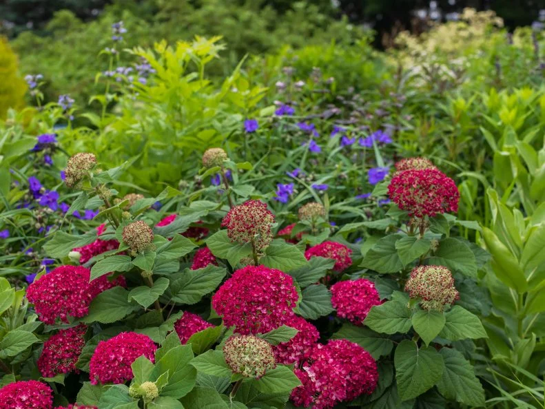 Rich soil that drains easily keeps Hydrangea DreamScape happy. The mophead-shaped flowers open ruby-pink and mature to pale pink atop strong stems on the dark green foliage. DreamScape takes full sun to part shade, so it thrives alongside a variety of flowering plants. If you grow it in sun, combine it with orange, yellow, purple, pink or red daylilies, catmint or purple cranesbill. Add bright blue with Lobelia in full sun to part shade. In shade, opt for ferns, foxgloves and begonias. DreamScape is a relatively new introduction, so you may have to order it online or check for it periodically at major nurseries and home and garden centers.
First Editions Hydrangea DreamScape (H. arborescens) - 3 to 4 feet tall, Zones 3 to 8