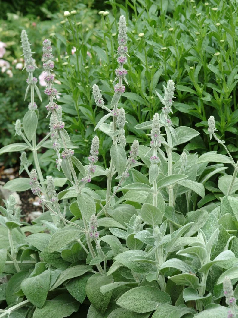 Lamb’s ear isn’t grown for its bold color, but this easy-to-grow foliage plant has velvety-soft, silvery-gray leaves that are ideal for setting off more intense colors. Once established, lamb's ear plants--which look a bit like lambs' ears--are heat and drought-tolerant and spread across the ground, helping suppress weeds. Some are non-flowering, while others produce spikes of small purple or pink flowers. The plants take full sun to partial shade and need good air circulation; don’t let their soil get soggy. Combine them with other drought-tolerant, sun-lovers like blue salvia and Russian sage or water carefully around them and use them near thirstier, bright red roses and deep purple foxgloves. Other neutral-colored, silver-gray-white plants to use with bold foliage and colorful flowers include Dusty Miller and Artemisia.
Lamb's Ear (Stachys byzantine) - 6 to 8 inches (flower spikes 12 to 18 inches tall); Zones 4 to 8
 