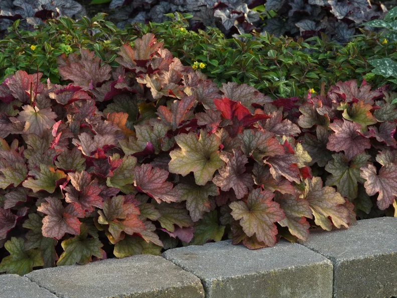 A close-up of Heuchera 'Carnival Watermelon' plants