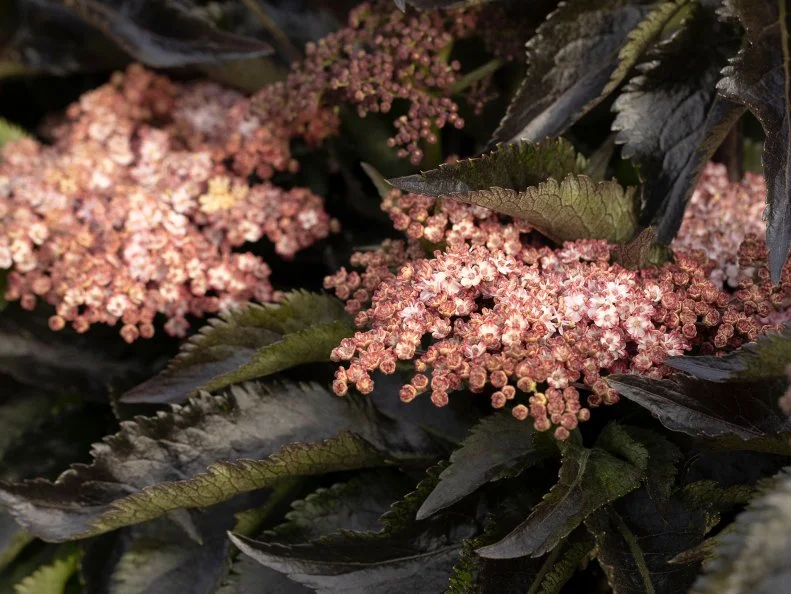 A close-up of blooms and foliage on a Black Tower elderberry.
