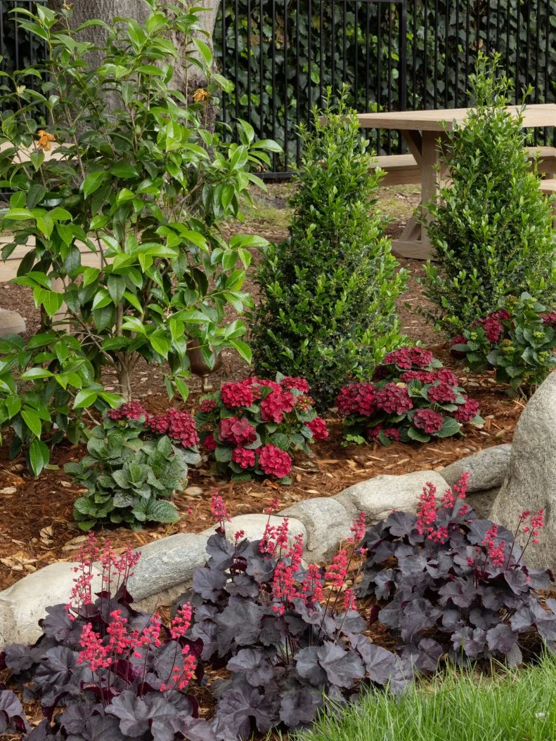 A path lined with Emerald Colonnade Hollies and Ruby Centennial Hydrangeas