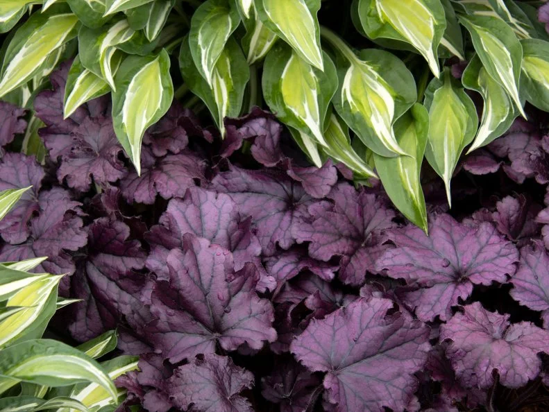 A close-up of Heuchera Forever Purple with Hosta 'Striptease' foliage