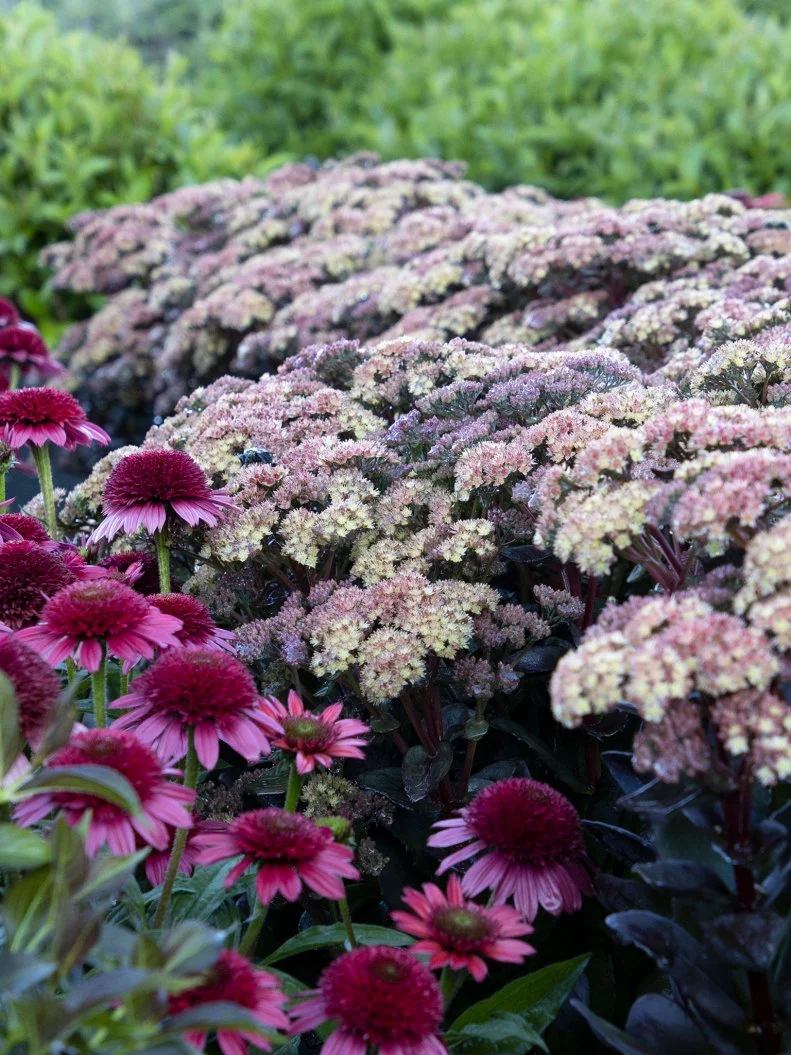 A close-up of Sedum 'Conga Line' with coneflowers in a garden
