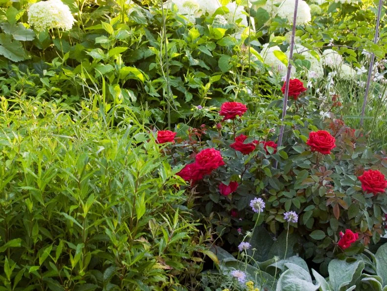 Kashmir shrub roses with hydrangeas and pincushion flowers
