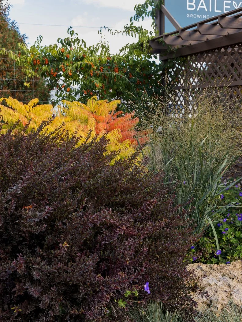 A Tiger Eyes Cutleaf Staghorn Sumac and Little Devil Ninebark in a garden